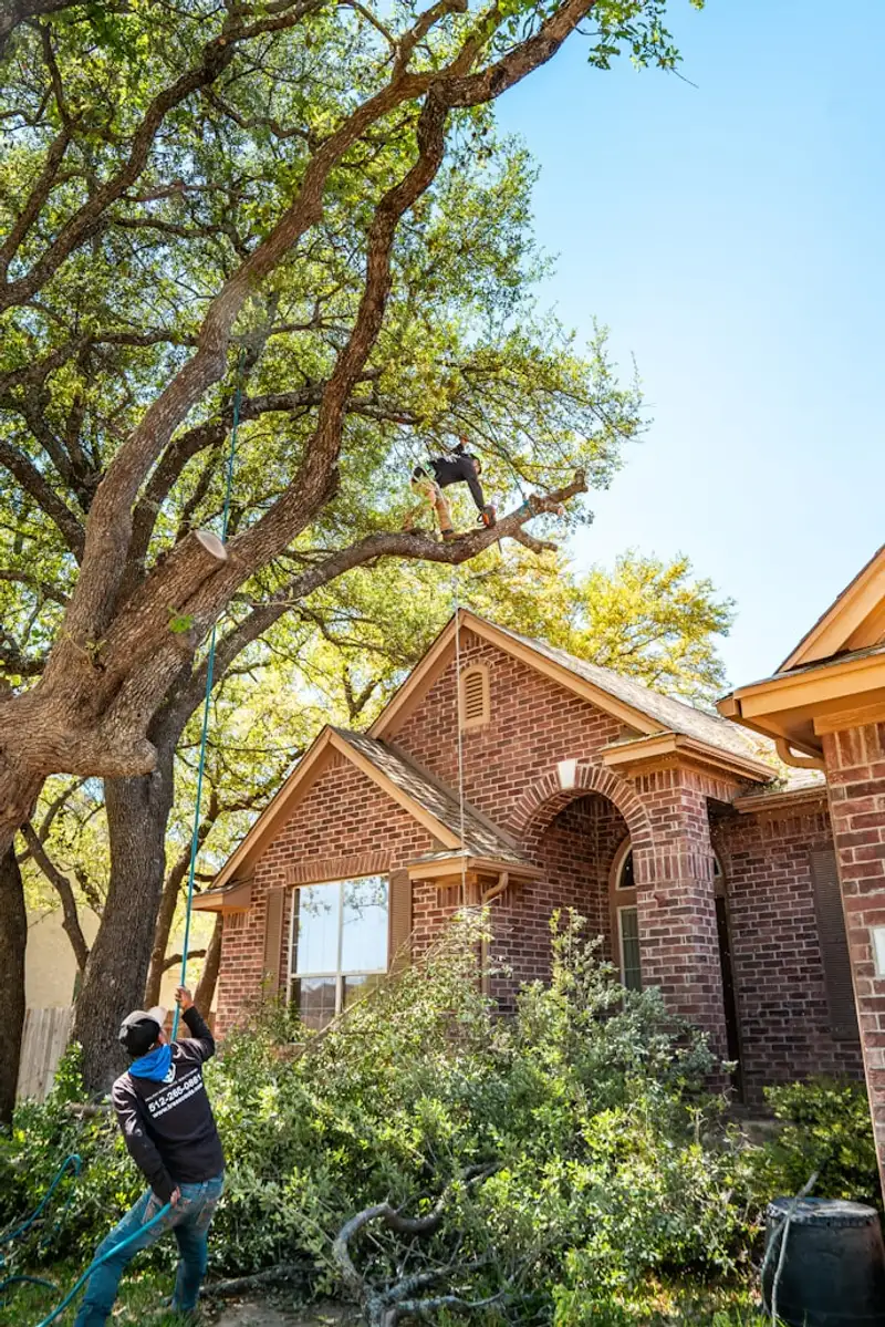 Professional tree care team working on large tree